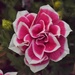 Bicolor Petunia by sandlily