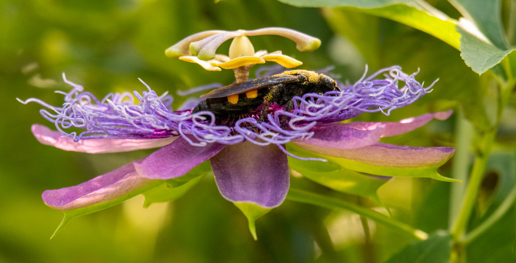 Passion Flower and Giant Bee! by rickster549
