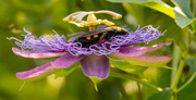5th Sep 2020 - Passion Flower and Giant Bee!