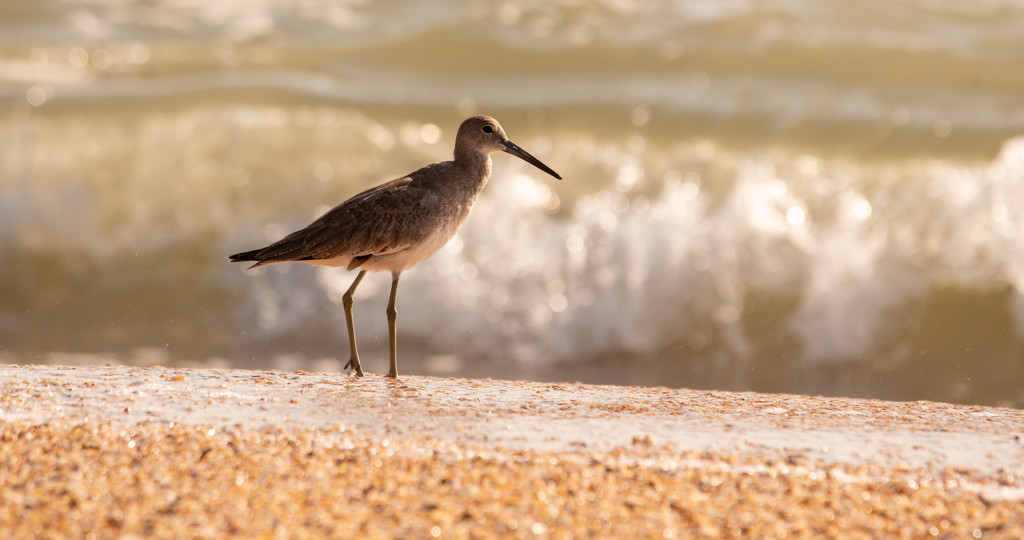 Another Willet Waiting for the Waves! by rickster549