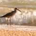 Another Willet Waiting for the Waves! by rickster549