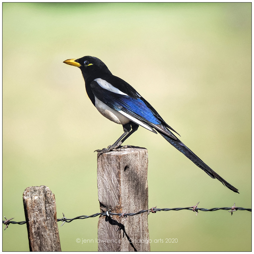 Yellow-billed Magpie in Technicolor by aikiuser