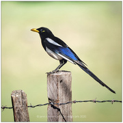 5th Sep 2020 - Yellow-billed Magpie in Technicolor