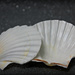 shells by summerfield