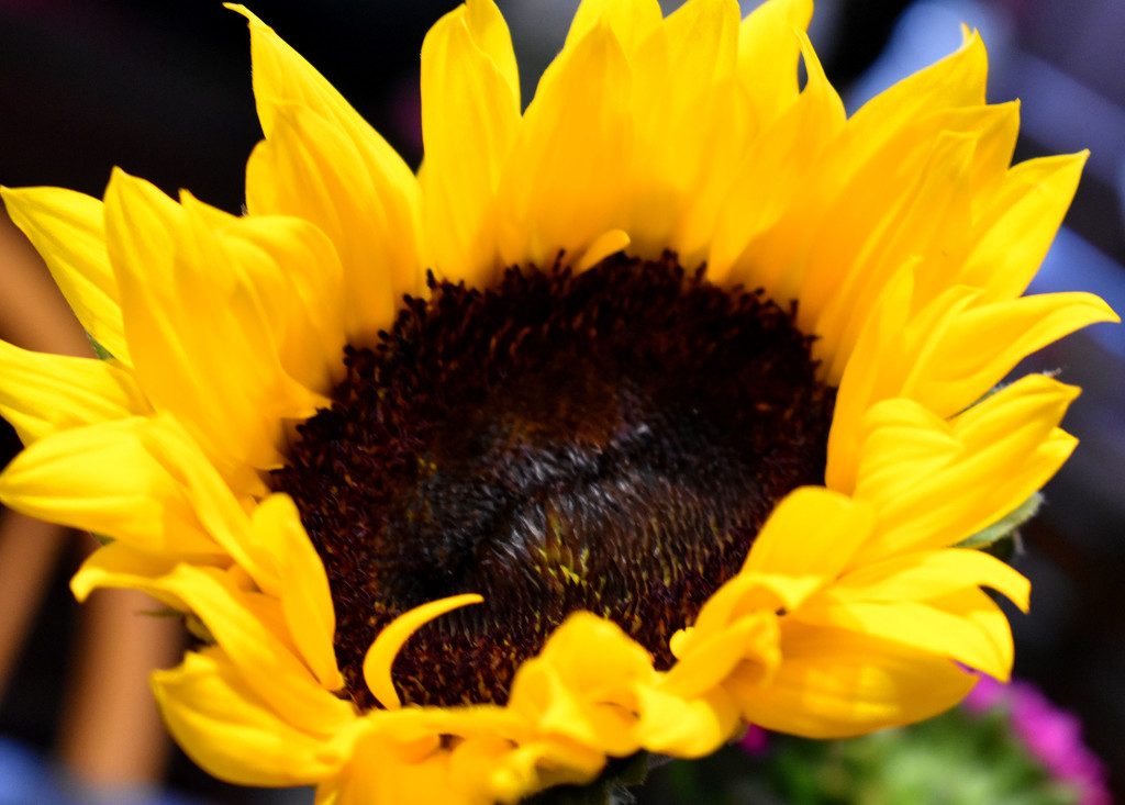Sunflower by homeschoolmom