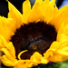 Sunflower by homeschoolmom