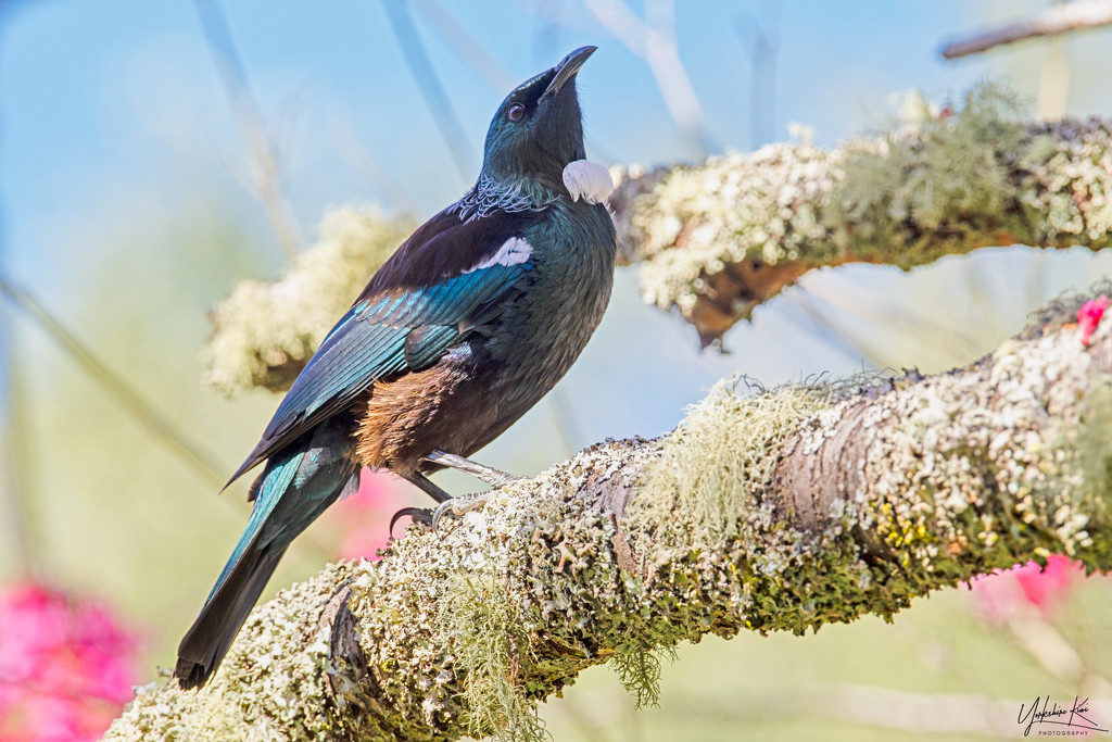 Another Tui  by yorkshirekiwi
