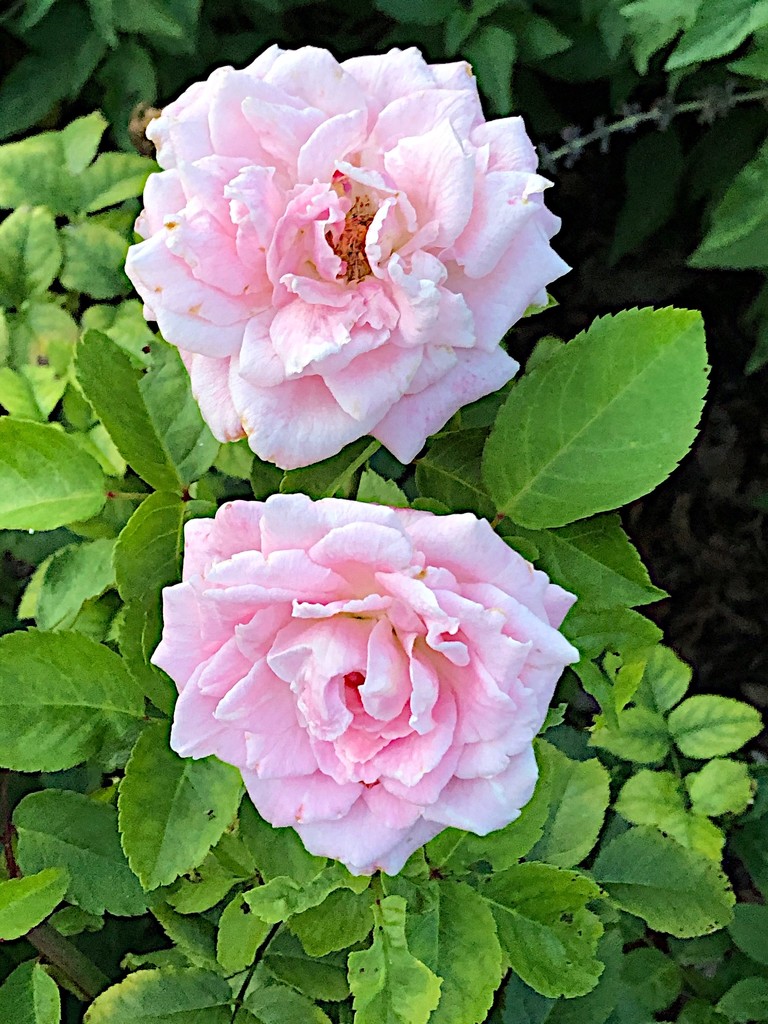 Roses, Hampton Park Gardens by congaree