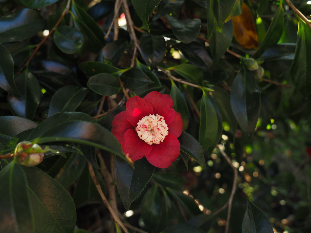 nifty Camellia by koalagardens