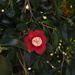 nifty Camellia by koalagardens