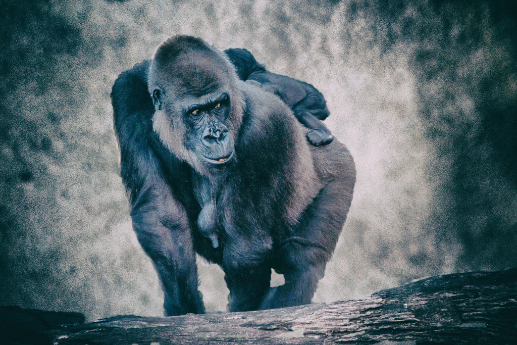 Taronga - Lowland Gorilla by annied