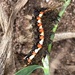 Knot grass caterpillar  by tinley23