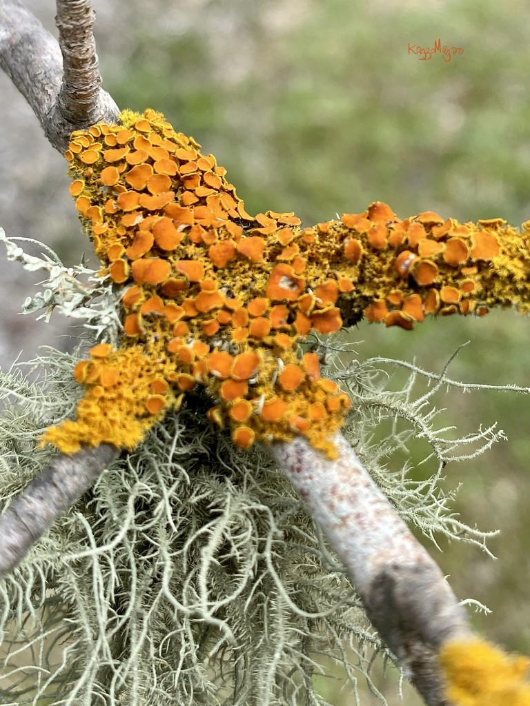 Luscious Lichen by mazoo