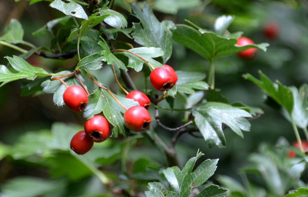 Hawthorn Berries by arkensiel