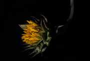 5th Sep 2020 - Poor Sunflower