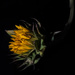 Poor Sunflower by joansmor