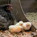 Little chicks by rosiekind