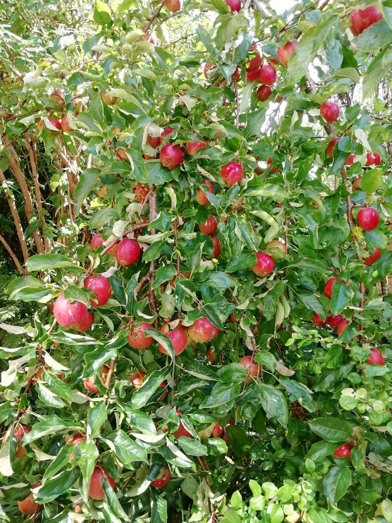Apple trees are laden this year!  by jennymdennis