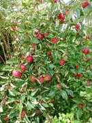 5th Sep 2020 - Apple trees are laden this year! 