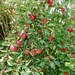 Apple trees are laden this year!  by jennymdennis