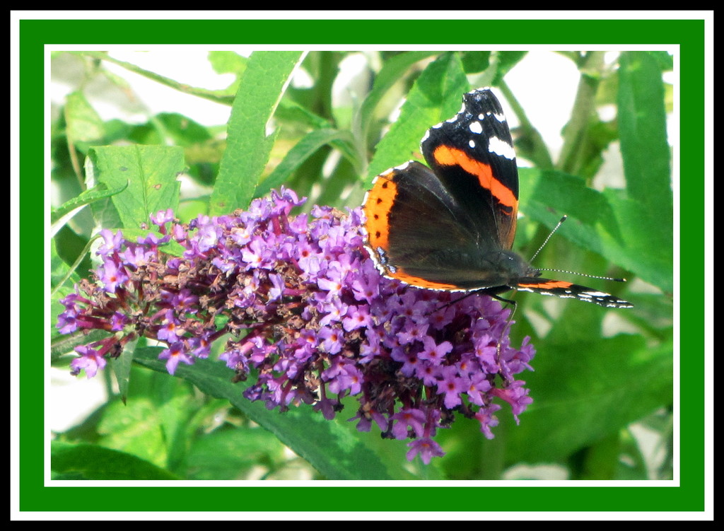 Red Admiral on purple Buddleia.. by grace55