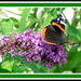 Red Admiral on purple Buddleia.. by grace55