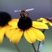 Big Eyed Bee by randy23