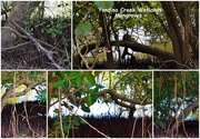 7th Sep 2020 - Mangroves ~ Yandina Creek Wetlands ~     