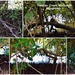 Mangroves ~ Yandina Creek Wetlands ~      by happysnaps