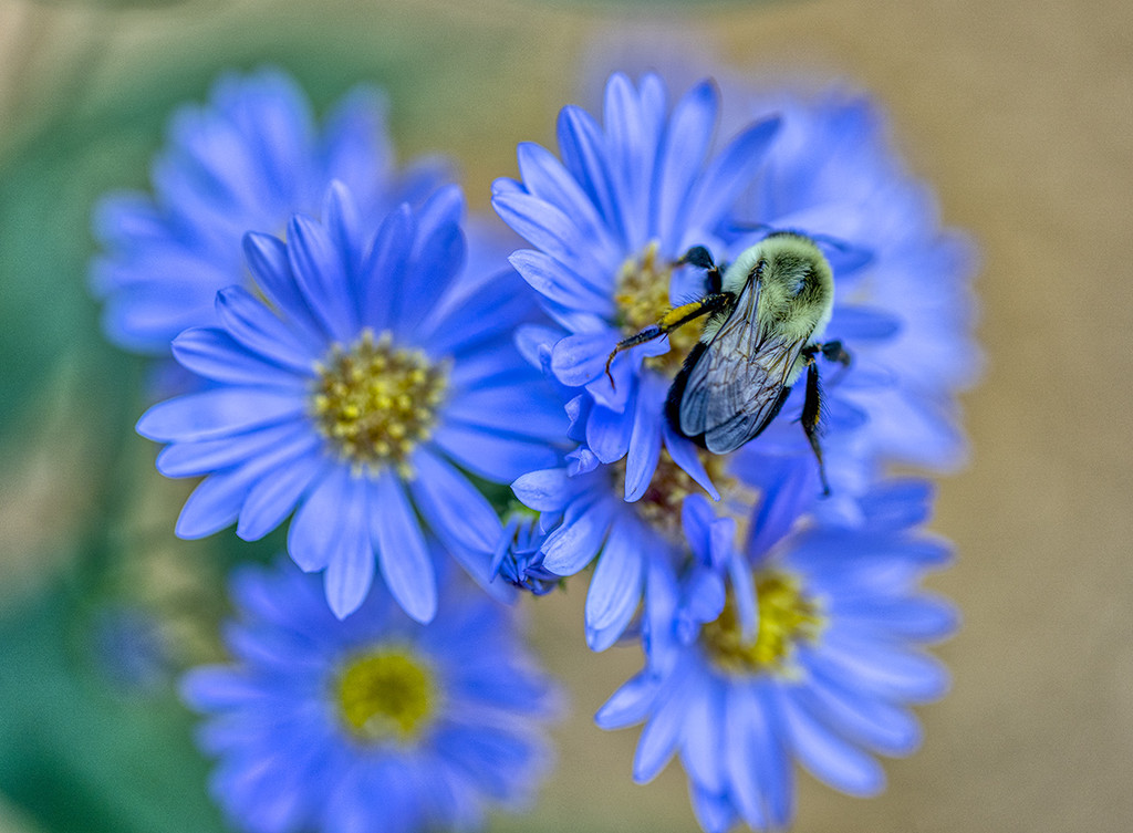 Bee by k9photo