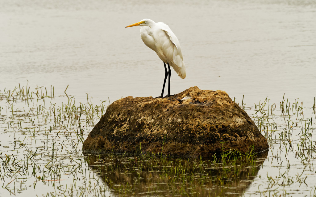 Great white egret by rminer