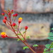 Pride of Barbados (Or Mexican Bird of Paradise) by stownsend