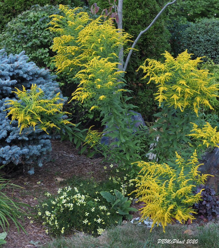 Goldenrod and Coreopsis by selkie