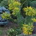 Goldenrod and Coreopsis by selkie