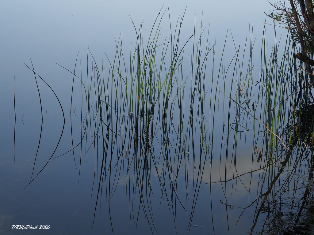 Where Do Reeds Start? by selkie