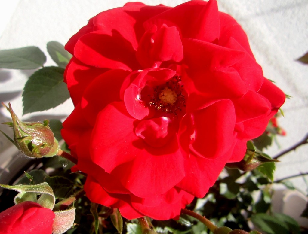 Rascvjetana ruža by vesna0210