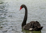 6th Sep 2020 - Black Swan 