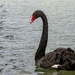 Black Swan  by shepherdmanswife