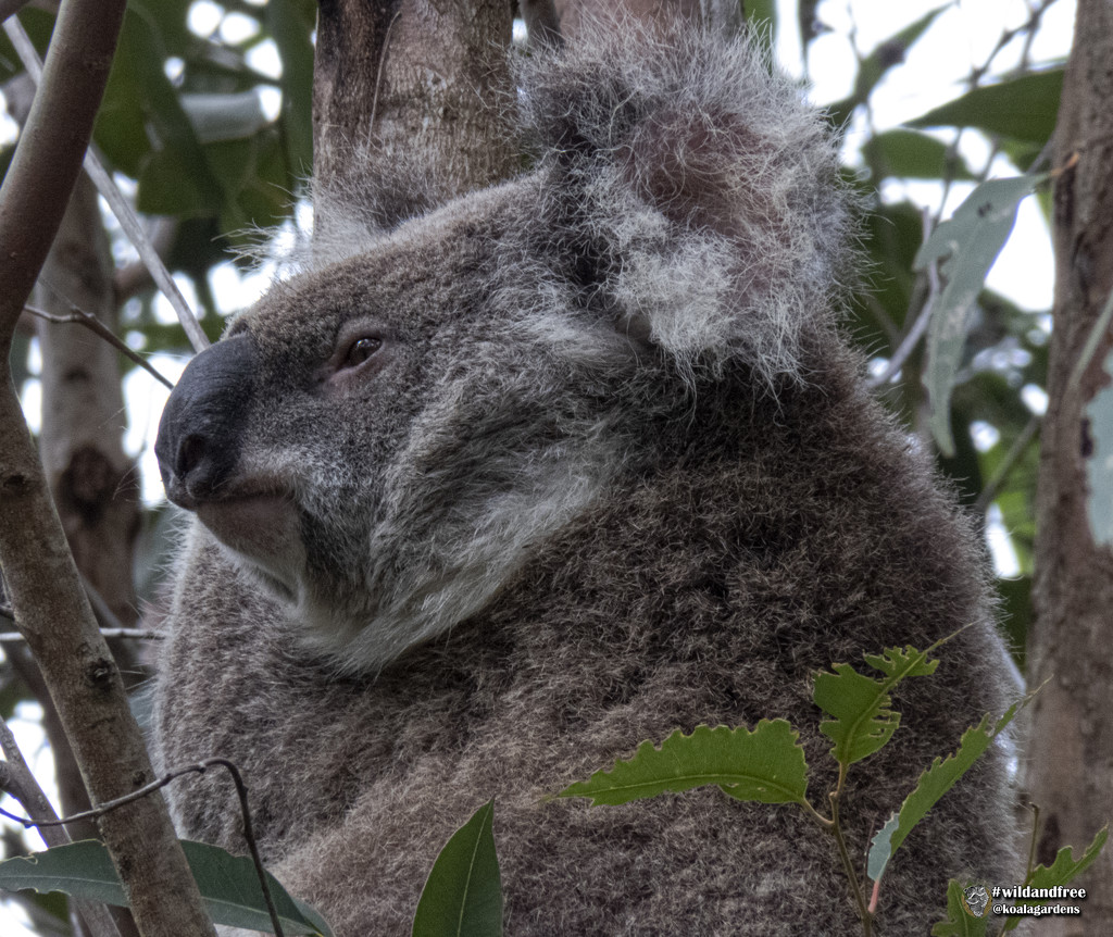 my best side? by koalagardens