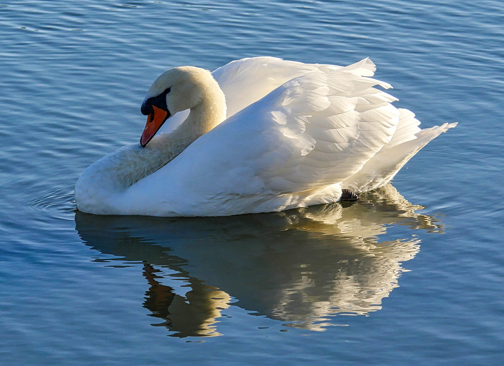 Swan. by tonygig