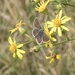 Brown Argus by helenhall