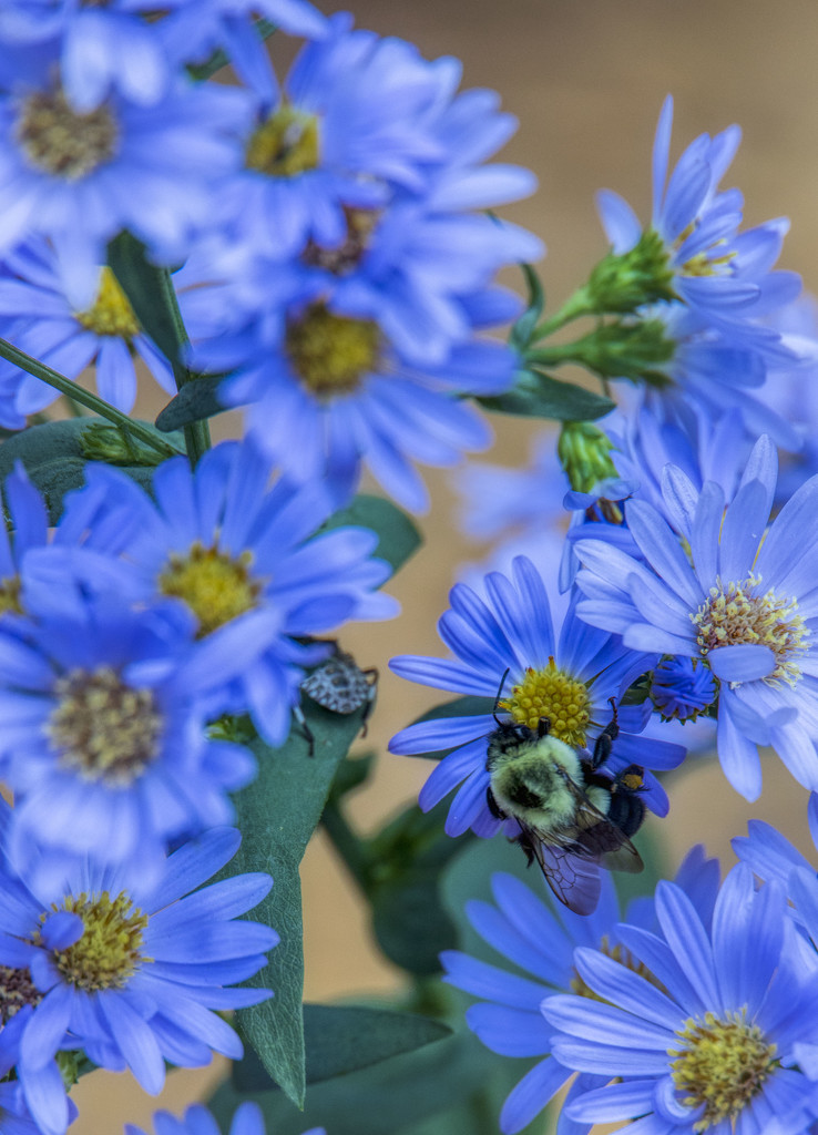Don't Bee Blue by kvphoto