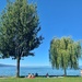 Two trees by the lake.  by cocobella