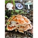 Mushroom or toadstool ? by mjmaven