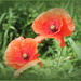 Poppies by pyrrhula