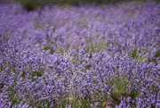 5th Sep 2020 - Lavender Field