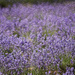 Lavender Field by kgolab