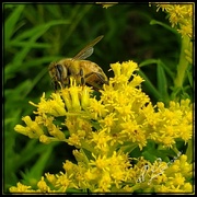 6th Sep 2020 - Love my Bees