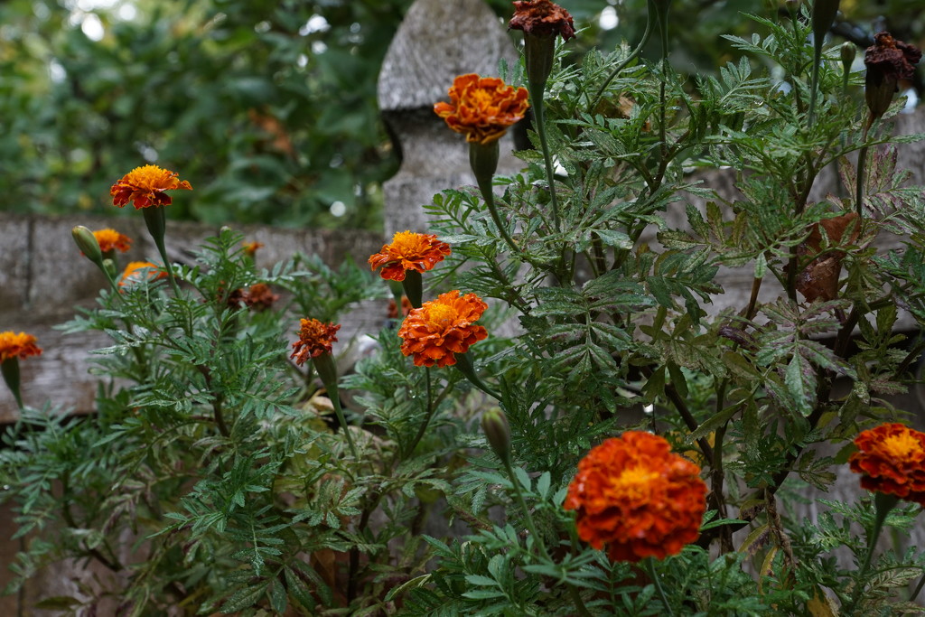 marigolds along the fence by amyk