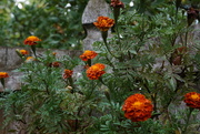 6th Sep 2020 - marigolds along the fence